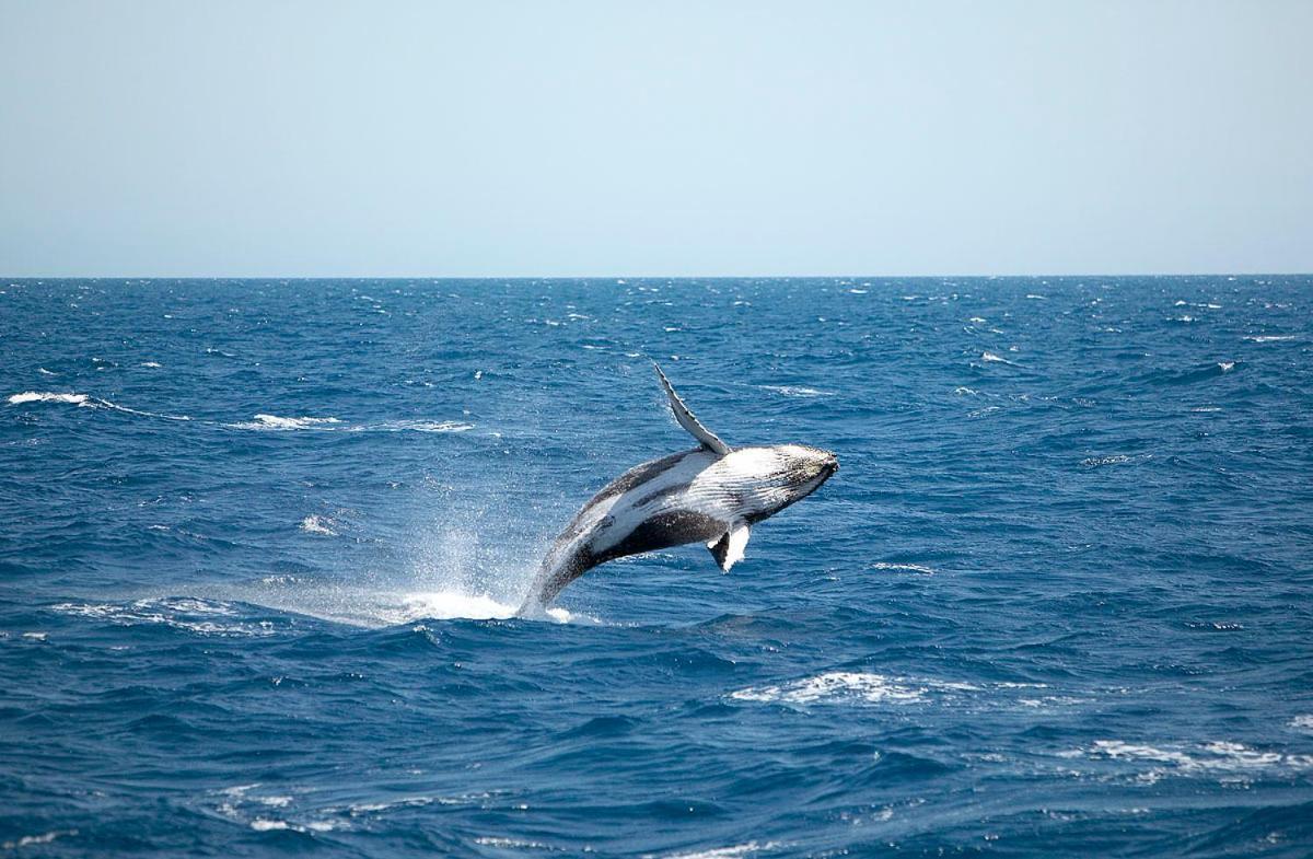 Ramada By Wyndham Hervey Bay Exteriér fotografie A living Megaptera novaeangliae, or humpback whale
